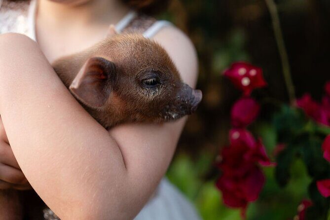 Morning Farm Experience near Gympie & Noosa - The Experience in Detail: Why It’s Worth Your Time