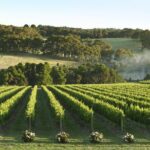 Mornington Peninsula Wine Day Tour - What Makes This Tour Stand Out?