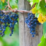 Mornington Peninsula Winery Bus Tour with Lunch & Wine - What the Reviews Say: Authentic Perspectives