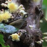 Mossman Gorge Daintree Experience Small Groups - A Detailed Breakdown of the Itinerary