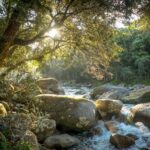 Mossman Gorge: Day Tour with River Drift Experience - Detailed Breakdown of the Itinerary