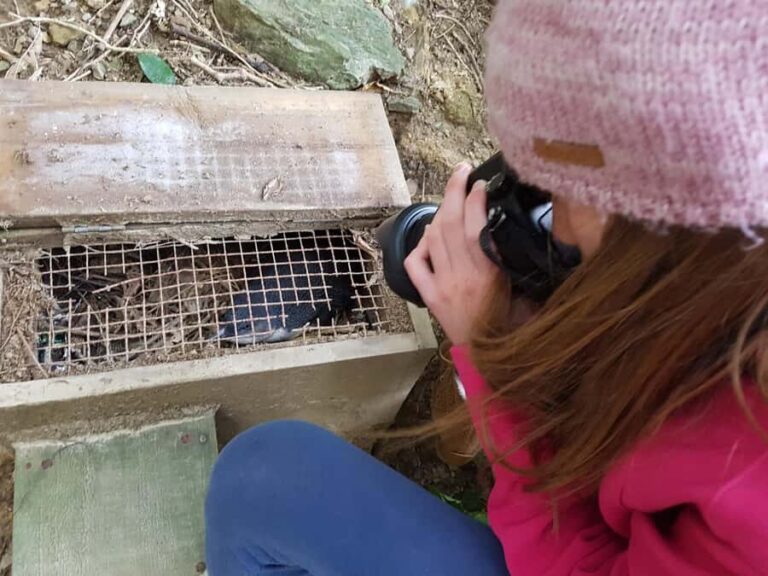 Motuara Island Sanctuary: Wildlife & Dolphin Watching Tour - Exploring the Itinerary: What Youll Experience