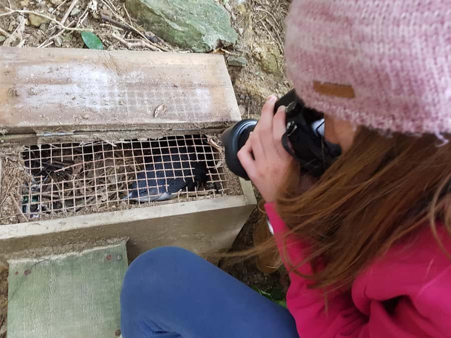 Motuara Island Sanctuary: Wildlife & Dolphin Watching Tour - Exploring the Itinerary: What Youll Experience