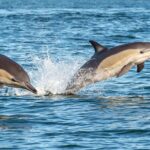 Motukorea / Browns Island Sea Kayak Journey - Who Should Consider This Tour?