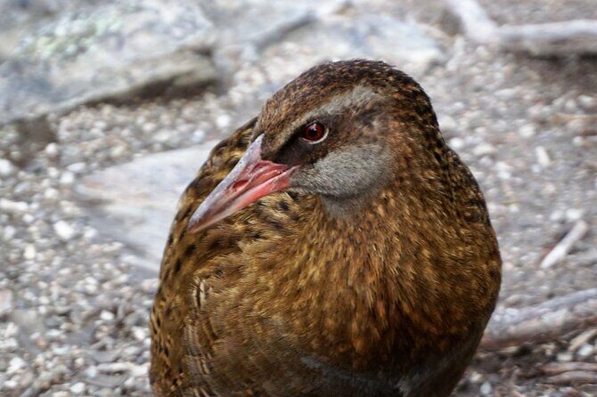 Mou Waho Island Cruise & Self-Guided Nature Walk - Practical Details and Tips