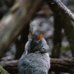 Mount Field And The Derwent Tasting Trail - Salmon Ponds Heritage Hatchery and Gardens