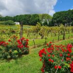 Mount Tamborine Wine Tasting Tour from Brisbane or the Gold Coast - The Practicalities: What You Need to Know