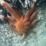 Mrahau: Abel Tasman Marine Reserve Kayak Tour - Key Points