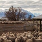 Mt. Hay Farm Experience Genuine Country Farming(Carbon Positive) - The Details and Logistics