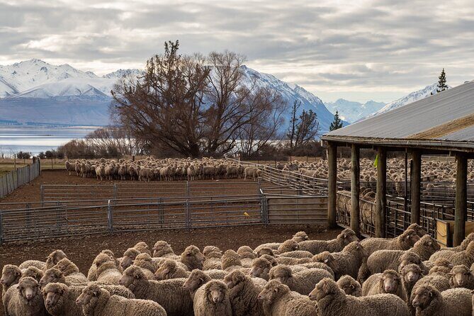 Mt. Hay Farm Experience Genuine Country Farming(Carbon Positive) - The Details and Logistics