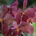 Mud Pools-Nadi Private Therapeutic Pools, Gardens, Temple, Market &Shopping Tour - Who Will Love This Tour?