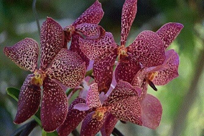 Mud Pools-Nadi Private Therapeutic Pools, Gardens, Temple, Market &Shopping Tour - Who Will Love This Tour?