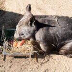 Murray River Paddle Steamer and Wildlife Experience Tour - Exploring the Itinerary in Detail
