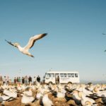 Napier: Cape Kidnappers Gannet, Nature & Sightseeing Tour - Who Is This Tour Best For?