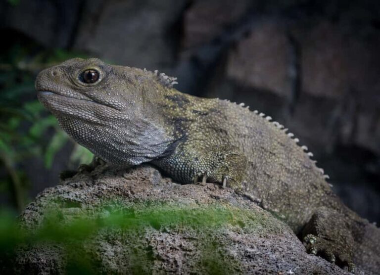 Napier: National Aquarium of New Zealand General Admission - What Makes the Exhibits Special
