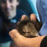 National Kiwi Hatchery - Kiwi Encounter Guided Tour - A Deep Dive into the Experience