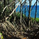 National Park Lava Cliffs and Black Sand Beach - Authentic Experiences and Guide Insights