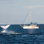 Nelson Bay: Whale and Dolphin Watching Catamaran Cruise - Who Should Consider This Tour?