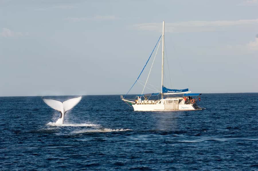 Nelson Bay: Whale and Dolphin Watching Catamaran Cruise - Who Should Consider This Tour?