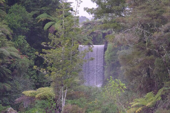 New Zealand Tauranga Tour with Transportation and Snacks - The Value of a Guided Short Tour