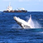 Newcastle: Humpback Whale Watching Cruise and Harbor Tour - What Makes This Tour Special?