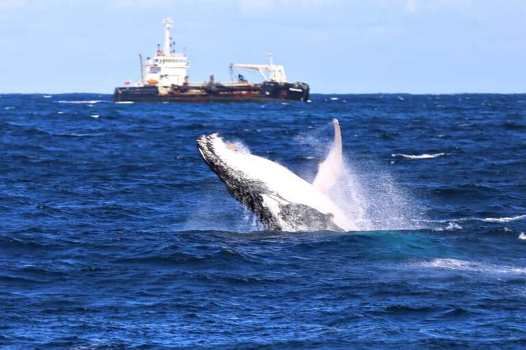 Newcastle: Humpback Whale Watching Cruise and Harbor Tour - What Makes This Tour Special?
