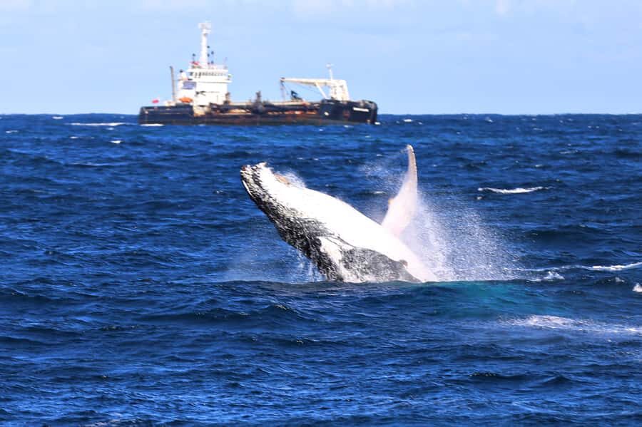 Newcastle: Humpback Whale Watching Cruise and Harbor Tour - What Makes This Tour Special?