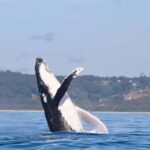 Newcastle: Small Group Humpback Whale Encounter Tour - Who Will Love This Tour?