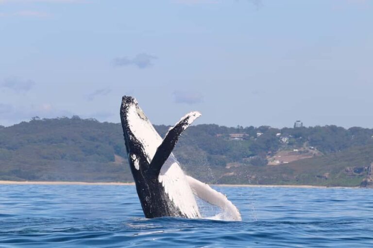 Newcastle: Small Group Humpback Whale Encounter Tour - Who Will Love This Tour?