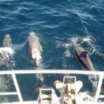 Newcastle Whale Watching Cruise - FAQ