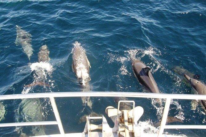 Newcastle Whale Watching Cruise - FAQ