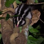 Night Walk in Cairns Botanic Gardens - Let's Go Buggin - Authentic Feedback from Previous Participants