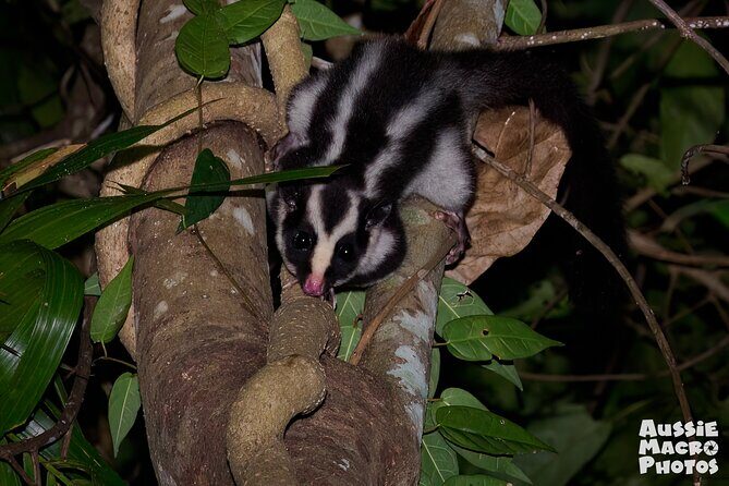 Night Walk in Cairns Botanic Gardens - Let's Go Buggin - Authentic Feedback from Previous Participants