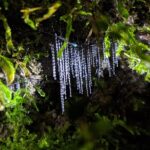 Nocturnal adventure Glow-worm tour - The Sum Up