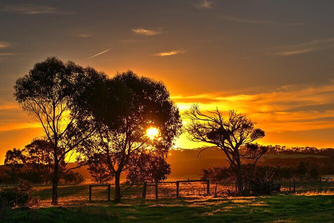 Nocturnal Tour of Kangaroo Island - Who Should Consider This Tour?