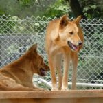 Noosa, Aussie Animals & Glass House Mountains from Brisbane - Indulgence and Local Flavors