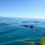 Noosa: Epic Ocean Kayak with Dolphins & 4WD Beach Adventure - Detailed Itinerary Breakdown
