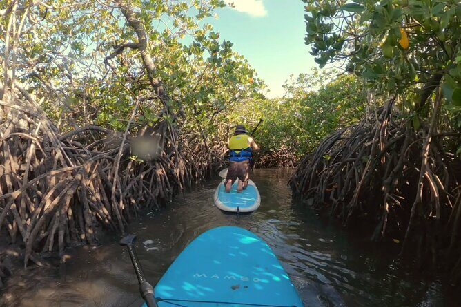 Noosa: Epic Stand Up Paddle Stingray & Mangrove Tunnel Tour - Final Thoughts: Is It Worth It?