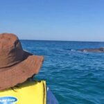 Noosa: Epic Whale Watching Ocean Kayak Tour & Beach 4X4 - The Itinerary: What You’ll Do and See