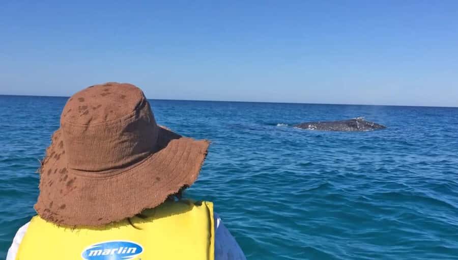 Noosa: Epic Whale Watching Ocean Kayak Tour & Beach 4X4 - The Itinerary: What You’ll Do and See