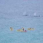 Noosa: Epic Whale Watching On Ocean Kayaks & Beach 4X4 Tour - The Value of This Tour