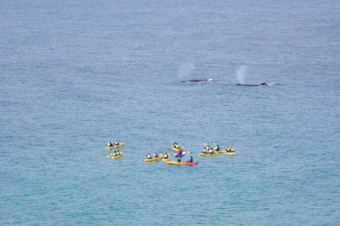 Noosa: Epic Whale Watching On Ocean Kayaks & Beach 4X4 Tour - The Value of This Tour