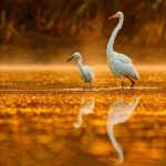 Noosa: Everglades Explorer Cruise - Authentic Experiences and Valued Insights from Reviews