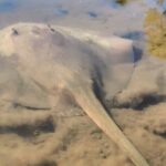 Noosa Heads: Epic Hidden Waterways & Wildlife Kayak Tour - Wildlife Viewing & Unique Encounters