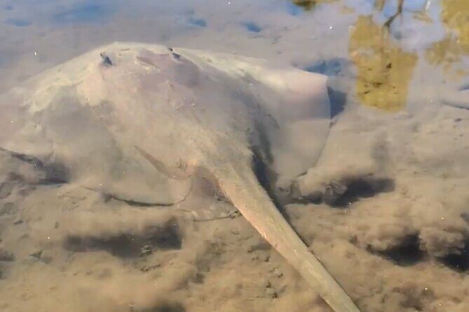 Noosa Heads: Epic Hidden Waterways & Wildlife Kayak Tour - Wildlife Viewing & Unique Encounters