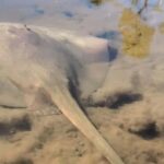 Noosa Heads: Hidden Waterways Wildlife Kayak (Self-Guided) - What to Expect from the Tour