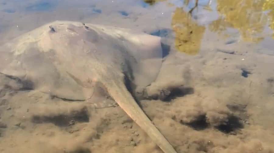 Noosa Heads: Hidden Waterways Wildlife Kayak (Self-Guided) - What to Expect from the Tour