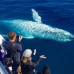 Noosa; Noosa Ocean Adventures - Whale Watching - Key Points