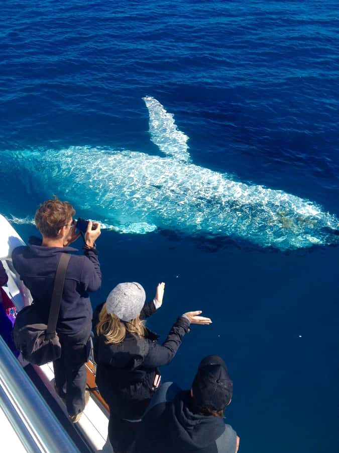 Noosa; Noosa Ocean Adventures - Whale Watching - Key Points