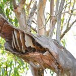 Noosa: Noosa River Eco Tour - Why the Tour Delivers Great Value